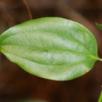 <i>Smilax perfoliata</i>  Lour.